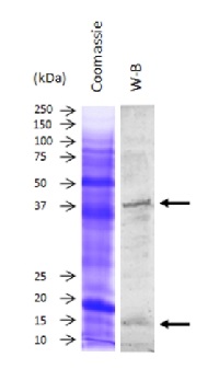 Cu/ZnSOD | Cu/Zn superoxide dismutase in the group Antibodies Plant/Algal / Environmental Stress / Heavy metal stress at Agrisera AB (Antibodies for research) (AS10 652)